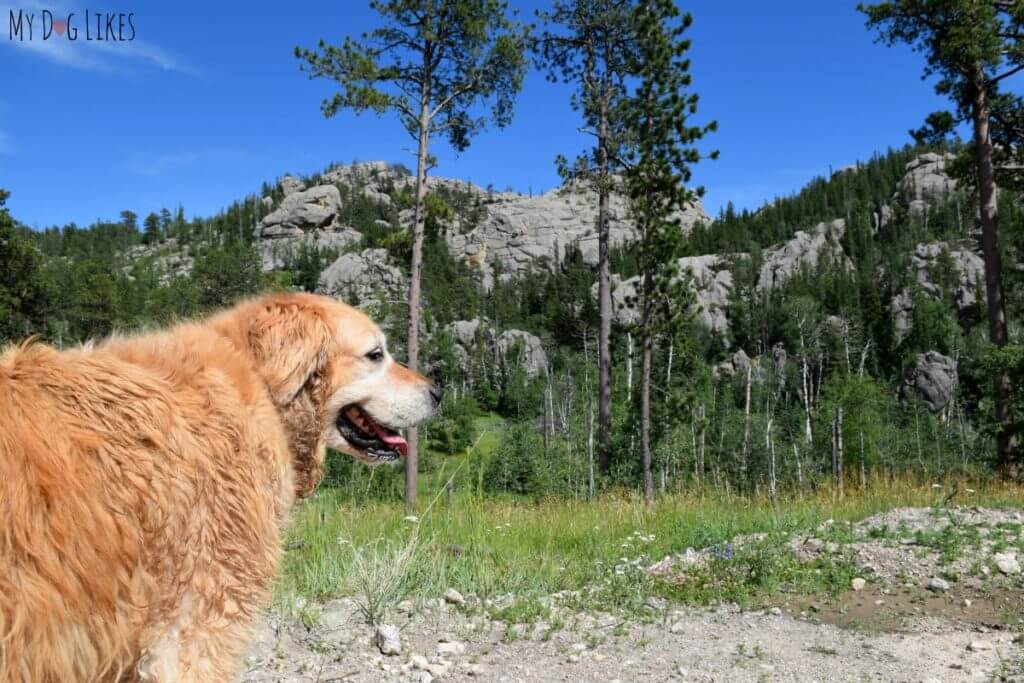 Leashed dogs are welcome throughout Custer State Park in South Dakota! It is a great place for them to hike, swim and explore!