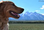 Charlie the Golden Retriever posing in front of the Teton Mountains