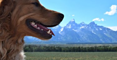Charlie the Golden Retriever posing in front of the Teton Mountains