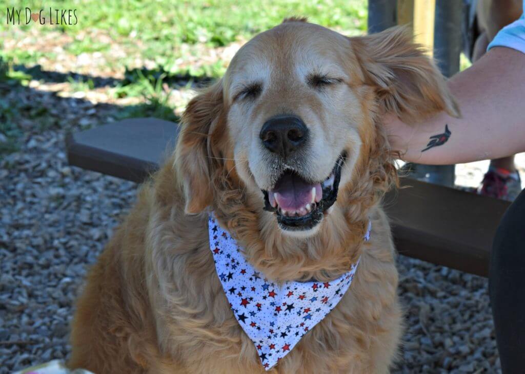 Harley enjoying some A+ Head Scratches from Spencer's mom Brittany