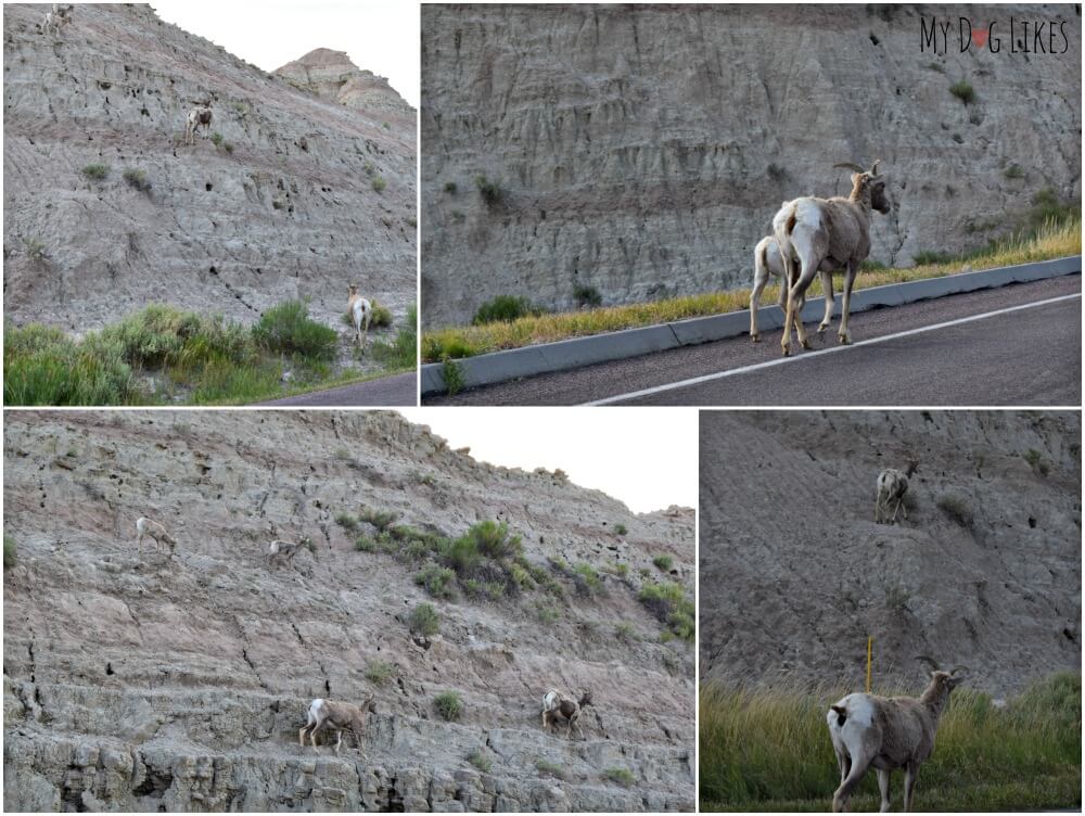 Watching a Mountain Goat family climbing the buttes at Badlands National Park