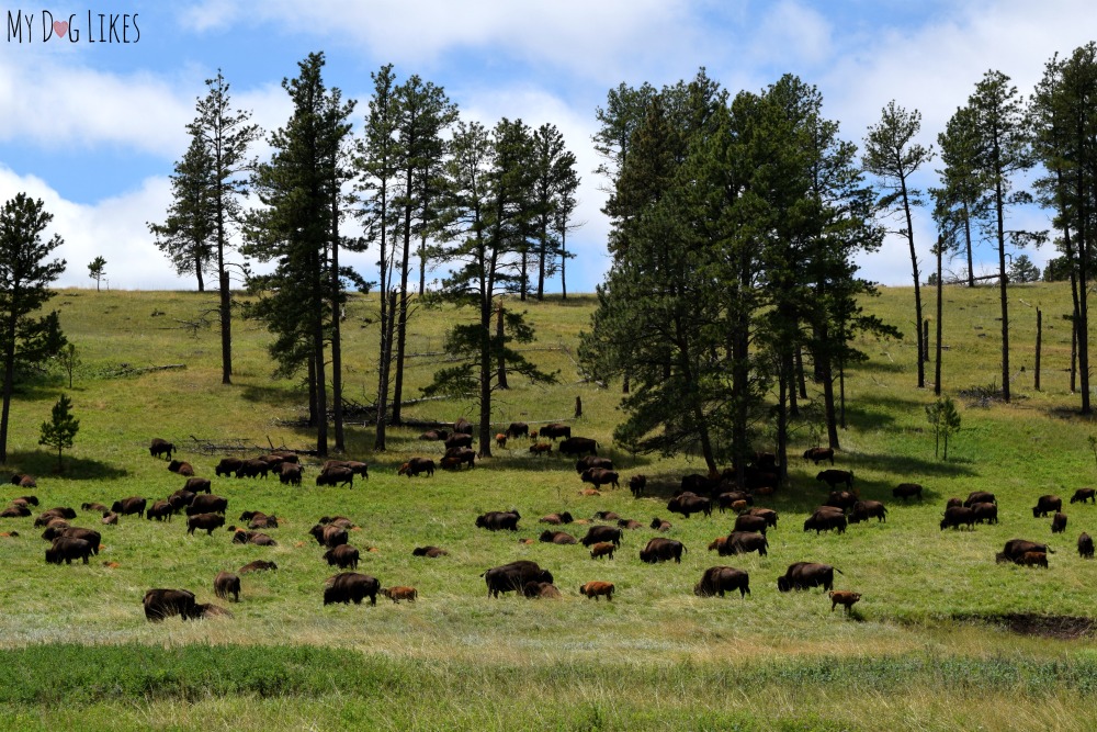 Custer is home to one of the largest publically owned Bison herds in the United States. Every year they hold a large Buffalo auction to help start and support herds around the country.