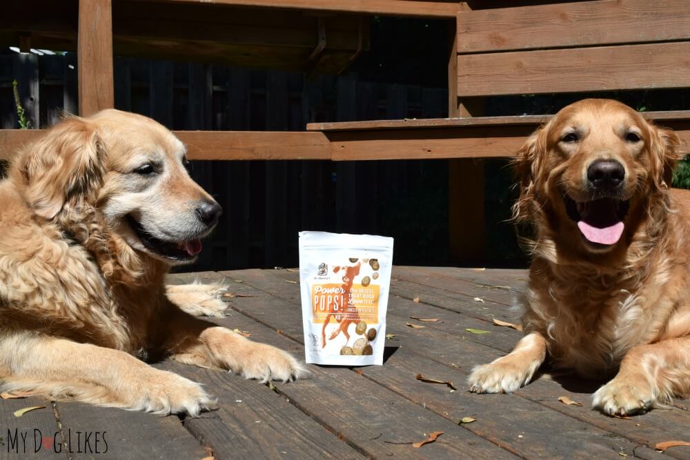 Harley and Charlie reviewing Dr. Harvey's new Tripe Dog Treats