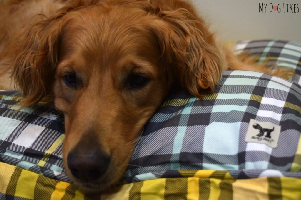 So happy and content on his new Molly Mutt dog bed! One of the best dog beds we have tried.