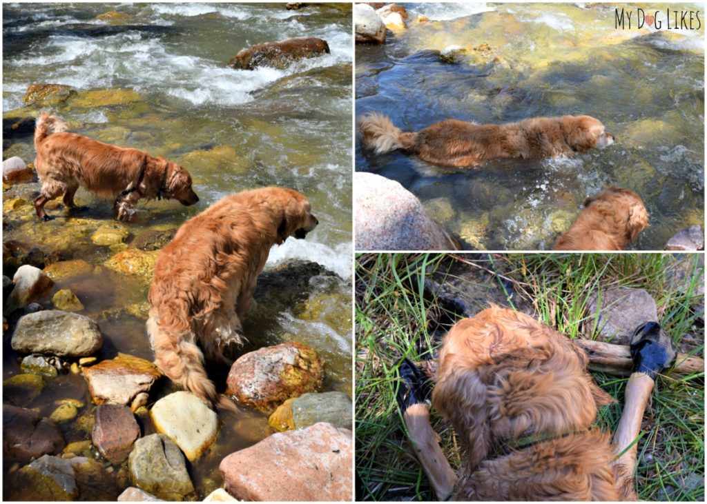 We found that pawz give our dogs a bit of extra traction on slippery rock.