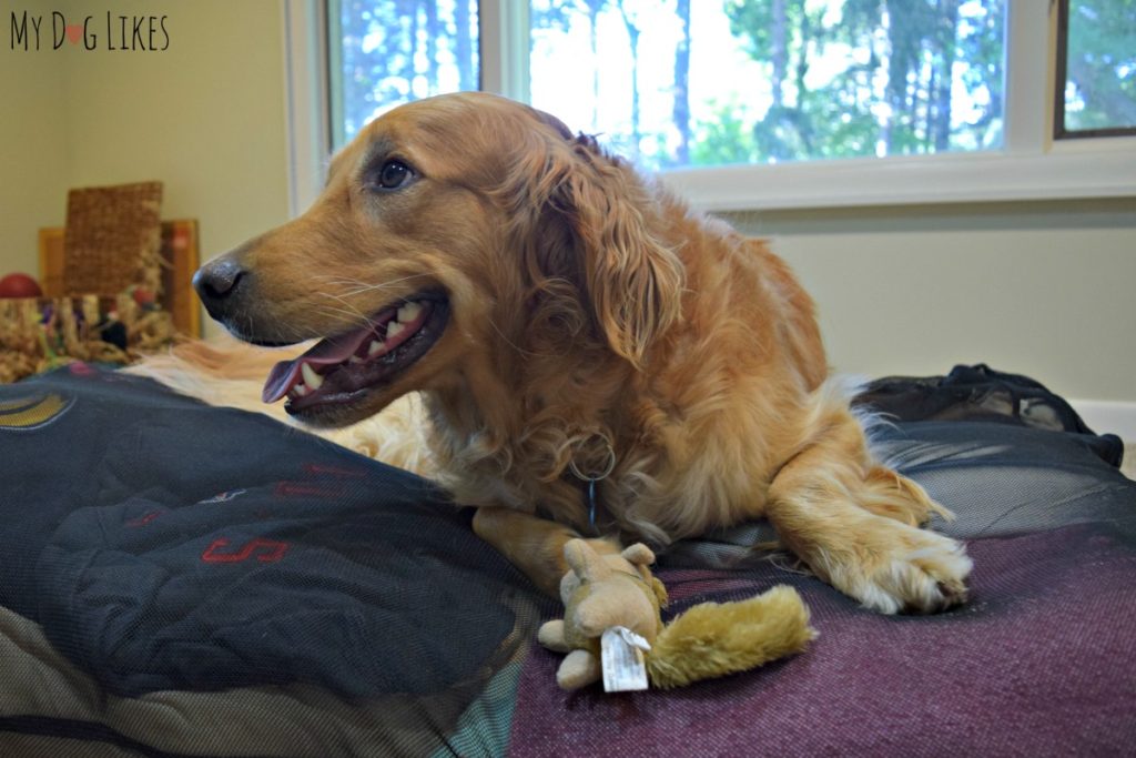 Charlie is much too anxious to wait until we are finished to try out his new dog bed!