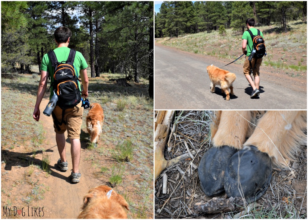 Hiking with pawz dog boots in Coconino National Forest