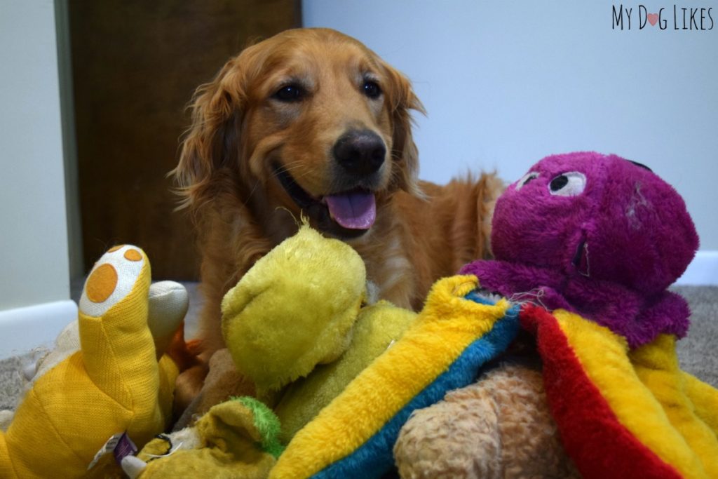 Happy to see toys that had been sent to the dog toy graveyard!