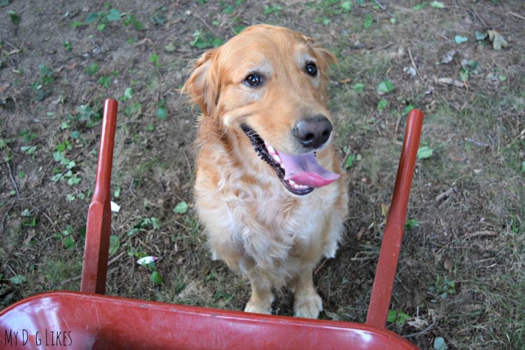 golden retriever on farm farm field