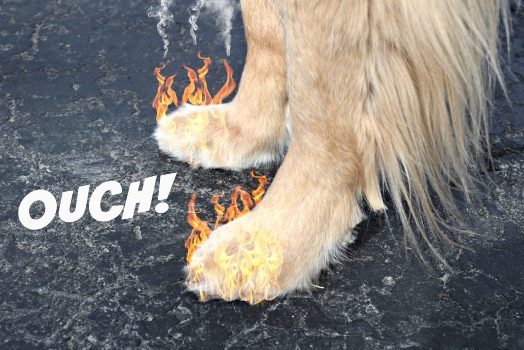 Hot pavement can be extremely dangerous to dogs paws.