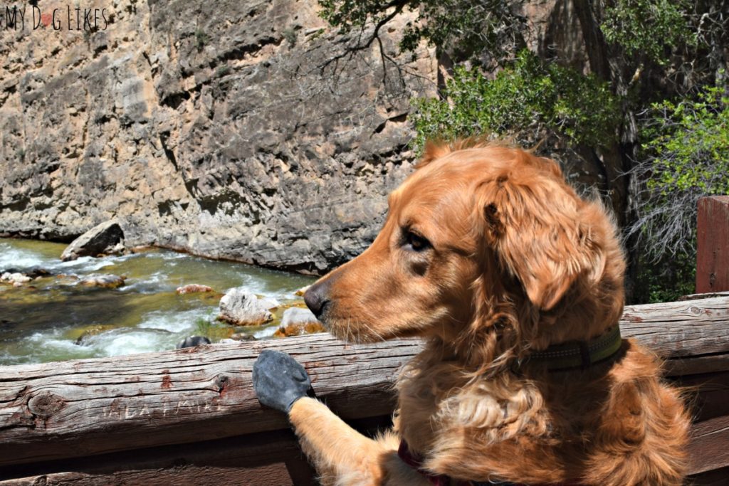 Overlooking Shell Creek at Bighorn National Forest