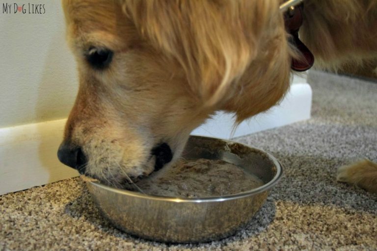 Spot Farms Dog Food A Delicious and Nutritious Journey for Your Pup! Spot Farms Dog Food A Delicious and Nutritious Journey for Your Pup!