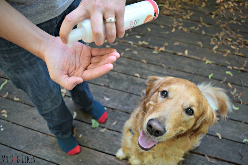 water-less-dog-shampoo-review