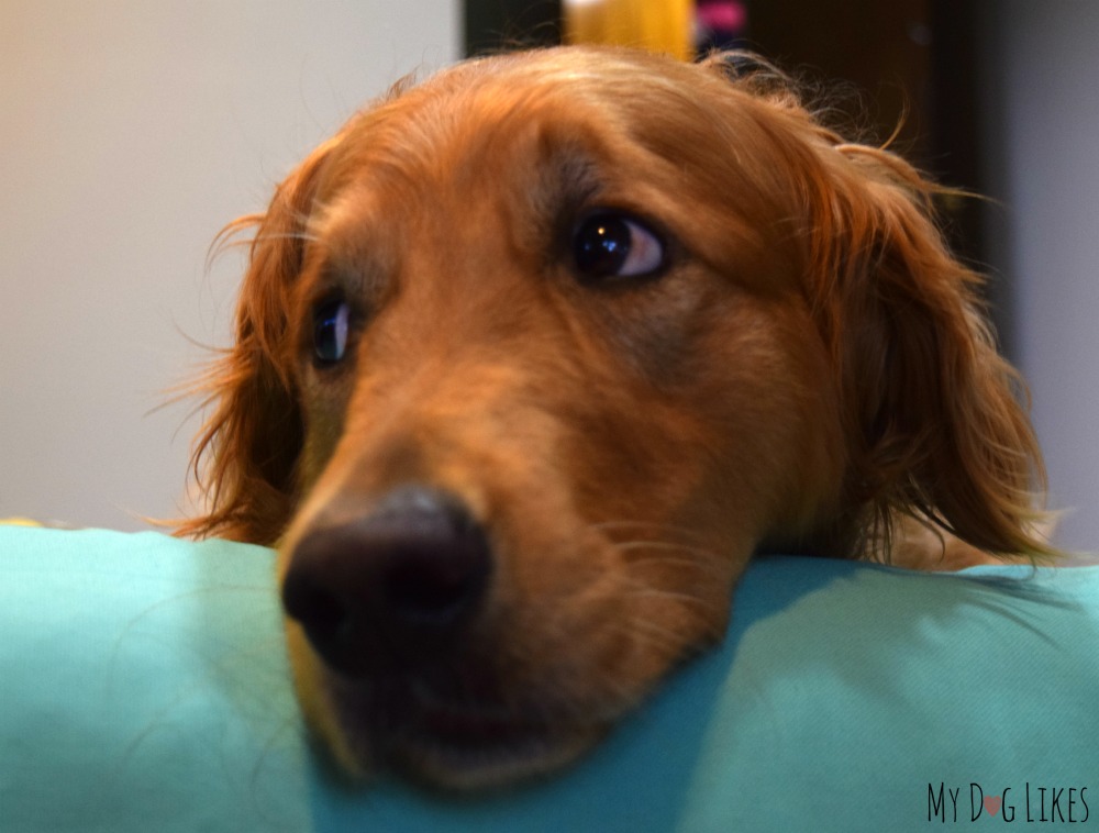 What to do when your dog is not feeling well