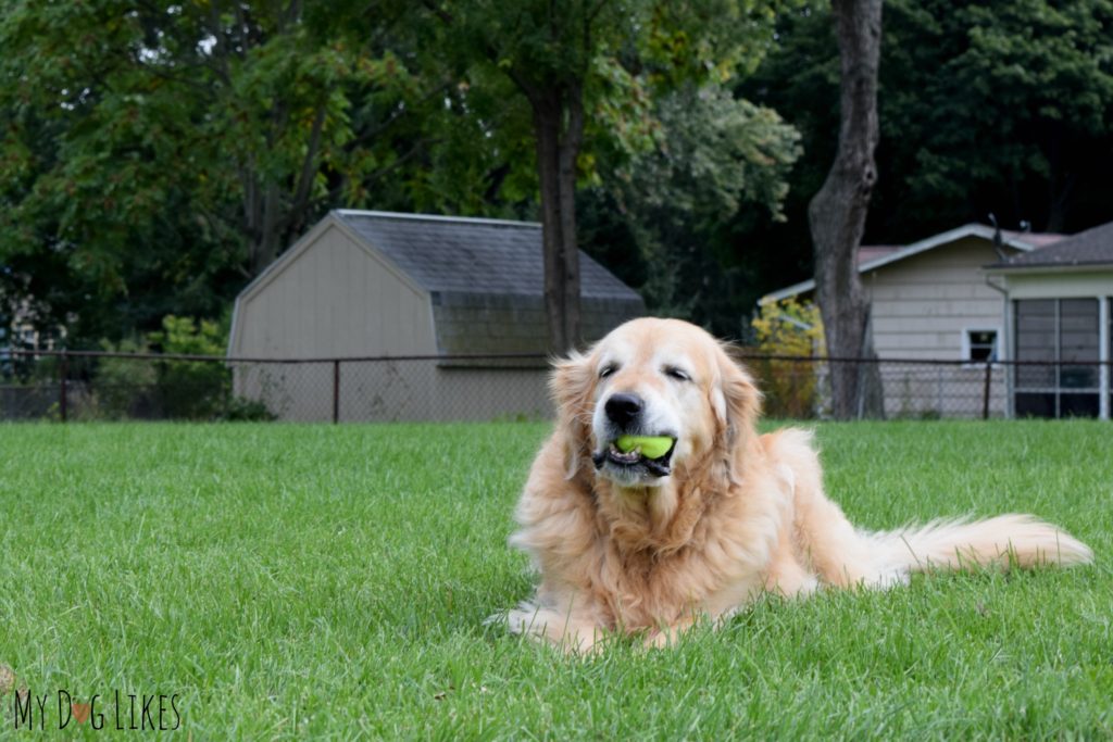 Harley chewing a tennis ball - something he has loved ever since he was a young pup!