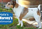 Learn more about the difference quality dog food can make in Nala's Dr. Harvey's Testimonial