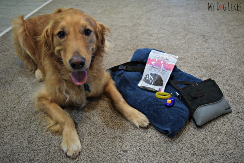 Teaching your Dog the Place Command