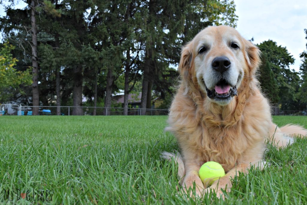 Our Dog Harley with a Tennis Ball