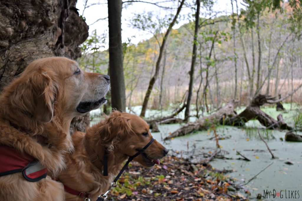 Enjoying a Fall hike in Western New York - does anything beat the colorful foliage and crisp air?