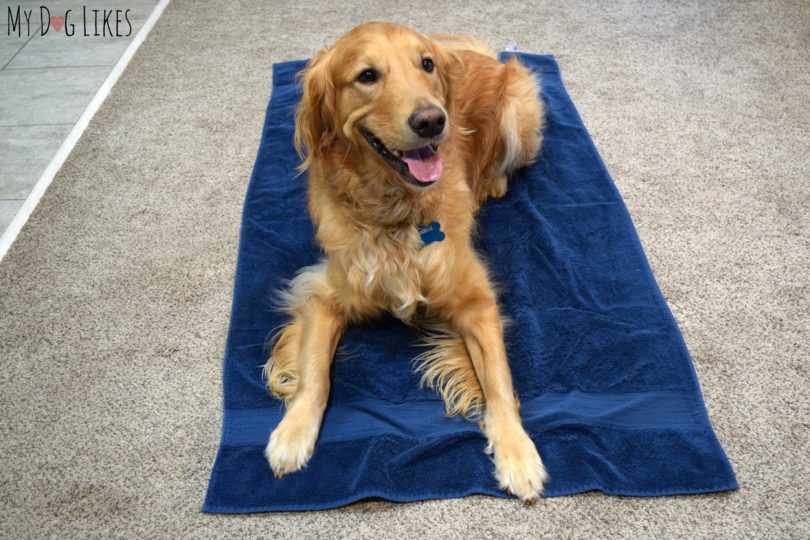 Learn more about teaching your dog the place command in our latest dog training article.