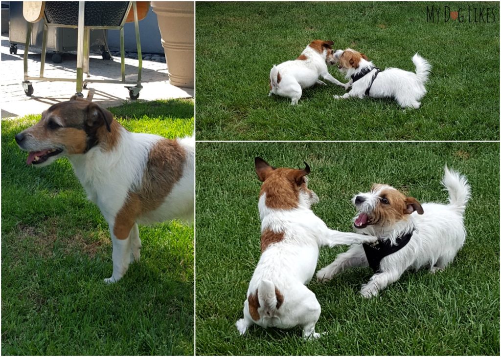 Nala playing with her sister after her Dr. Harvey's trial. She now weighs 15.0 lbs is more muscular and energetic than ever!