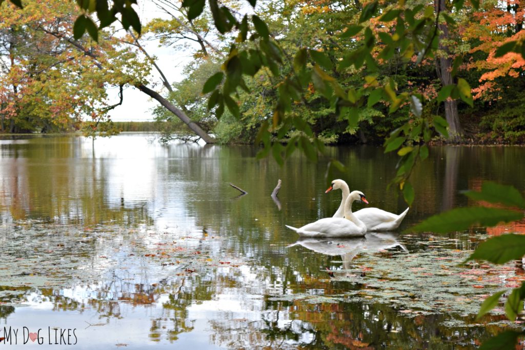 Catching a pair of swans in Eastman Lake