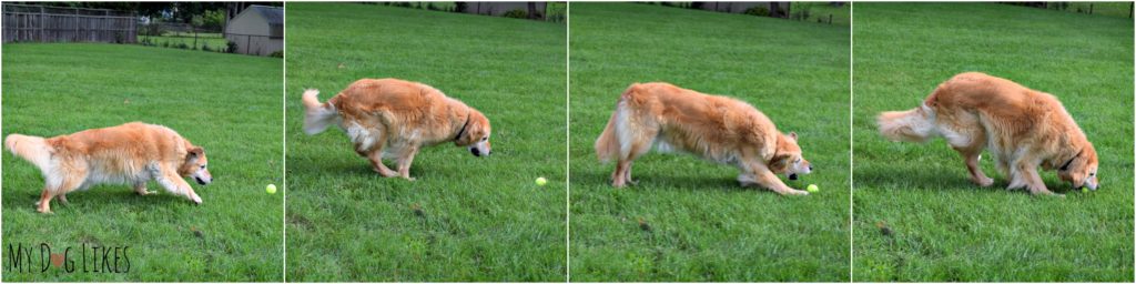 Our Golden Retriever Harley fetching a tennis ball