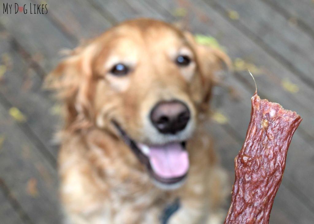 Charlie excited to taste YPCK's You're Bacon Me Crazy Dog Treats - 100% Pork and American Made