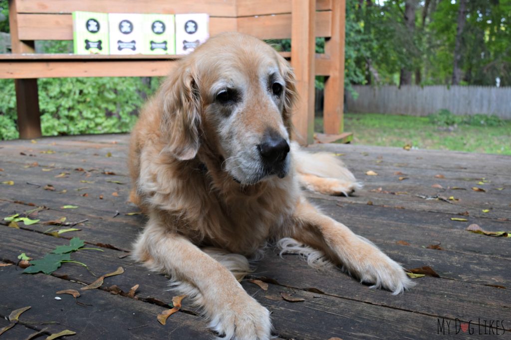 Harley is tired of posing for pictures and ready to get some treats!