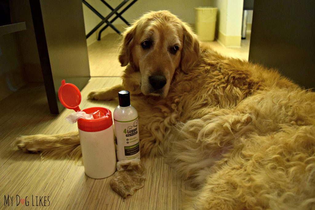 Learn how to make dog grooming wipes in our step by step guide! Check out the before and after to see how well they work!