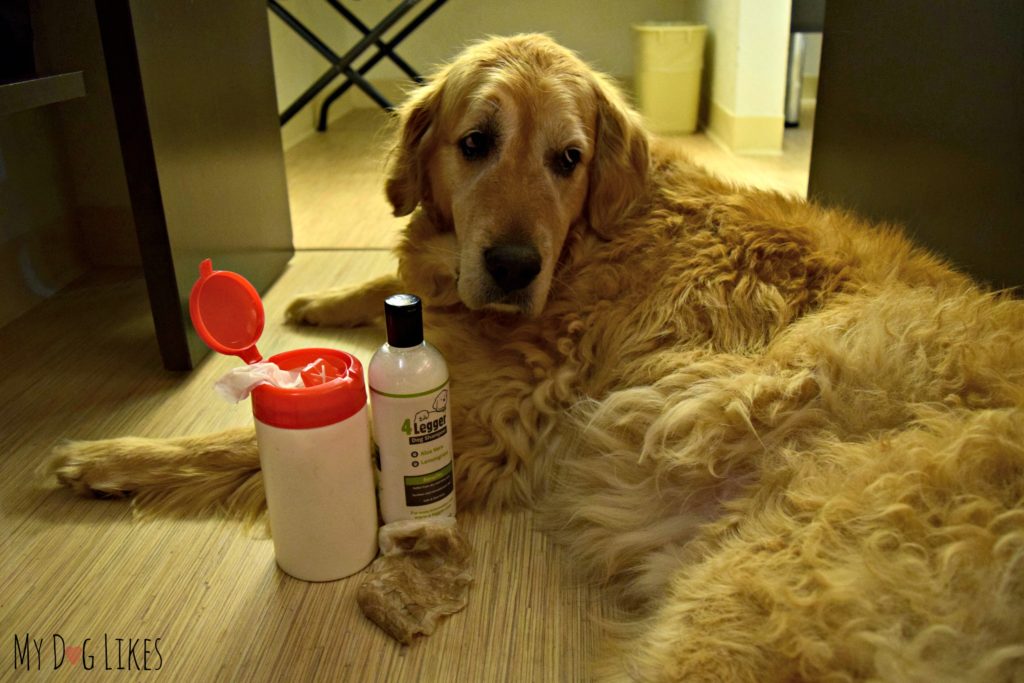 Making DIY Dog Grooming Wipes Perfect for on the Go