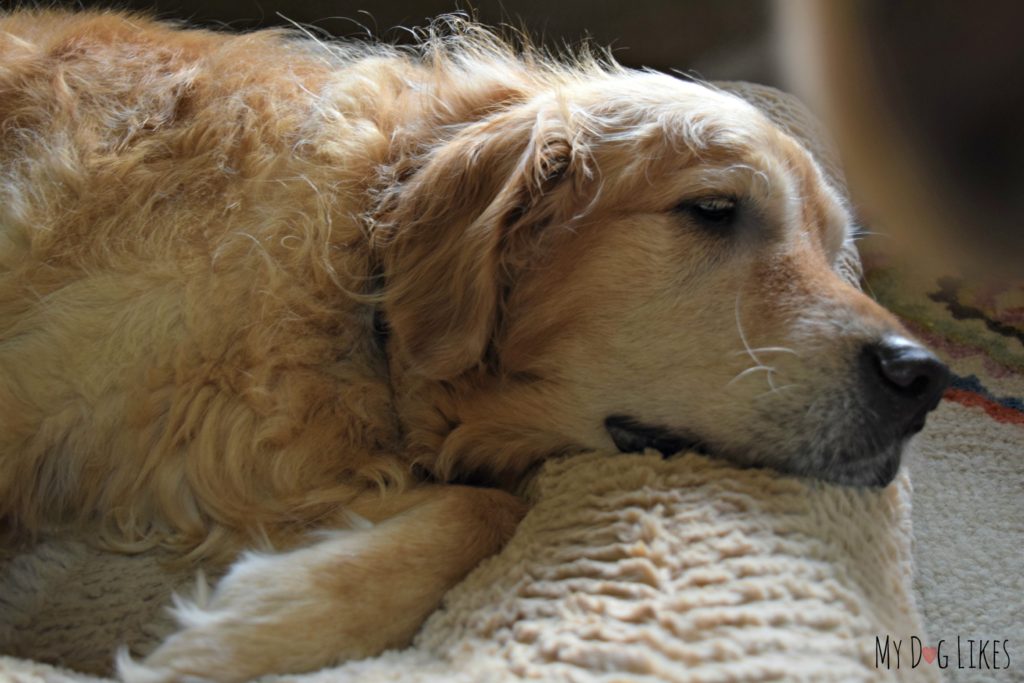 What to do when your dog has an upset stomach