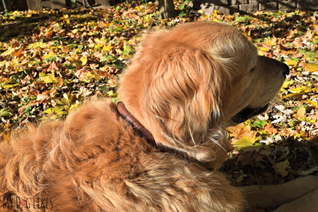 Harley wearing the "Baldy" round collar for our HUND Denmark review