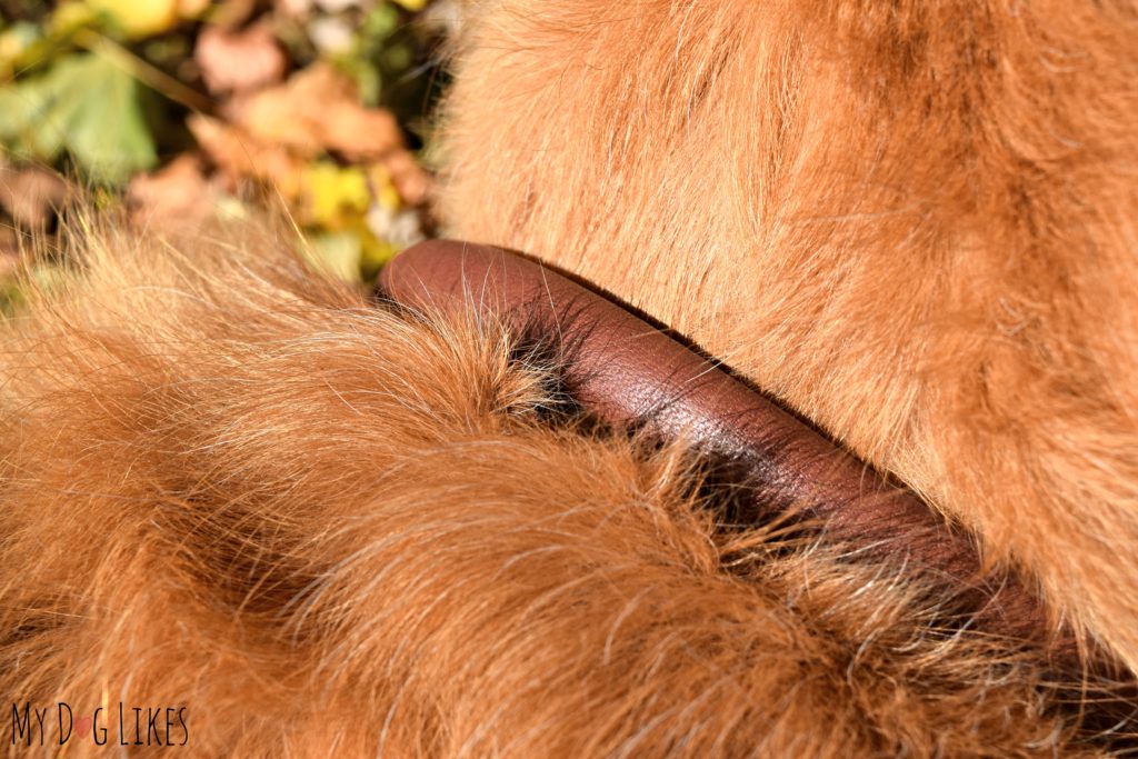 Closeup of the HUND leather dog collar