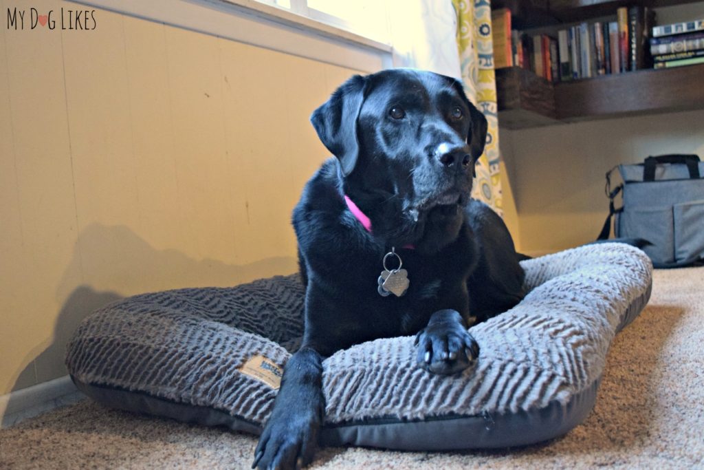 Laila enjoying her new Plush Boulder dog bed from West Paw.
