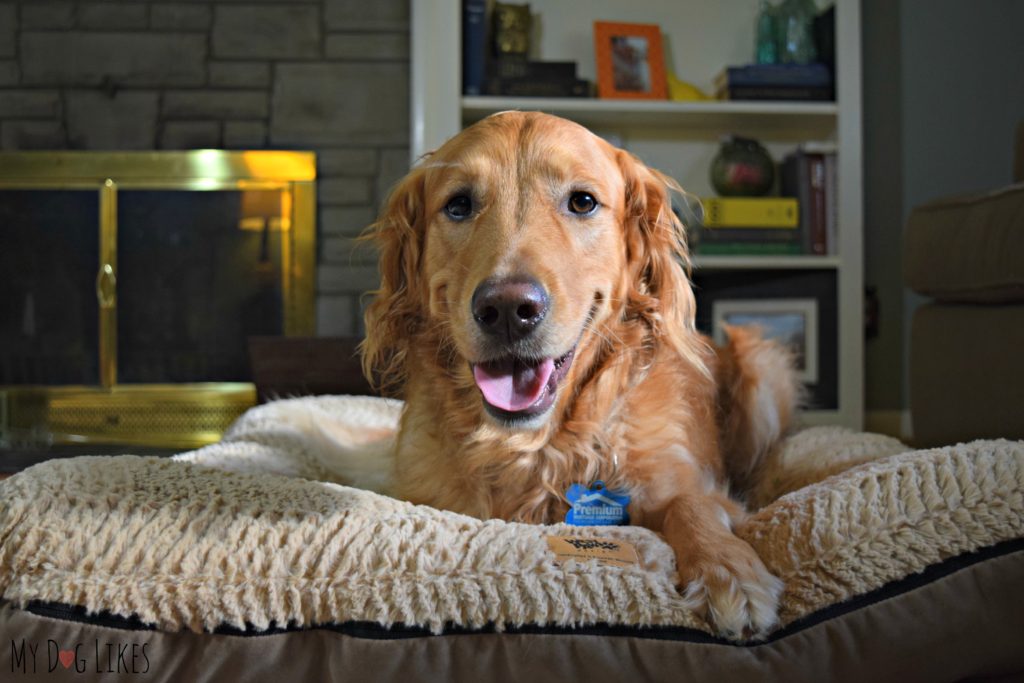 Charlie reviewing the Heyday dog bed from West Paw Design