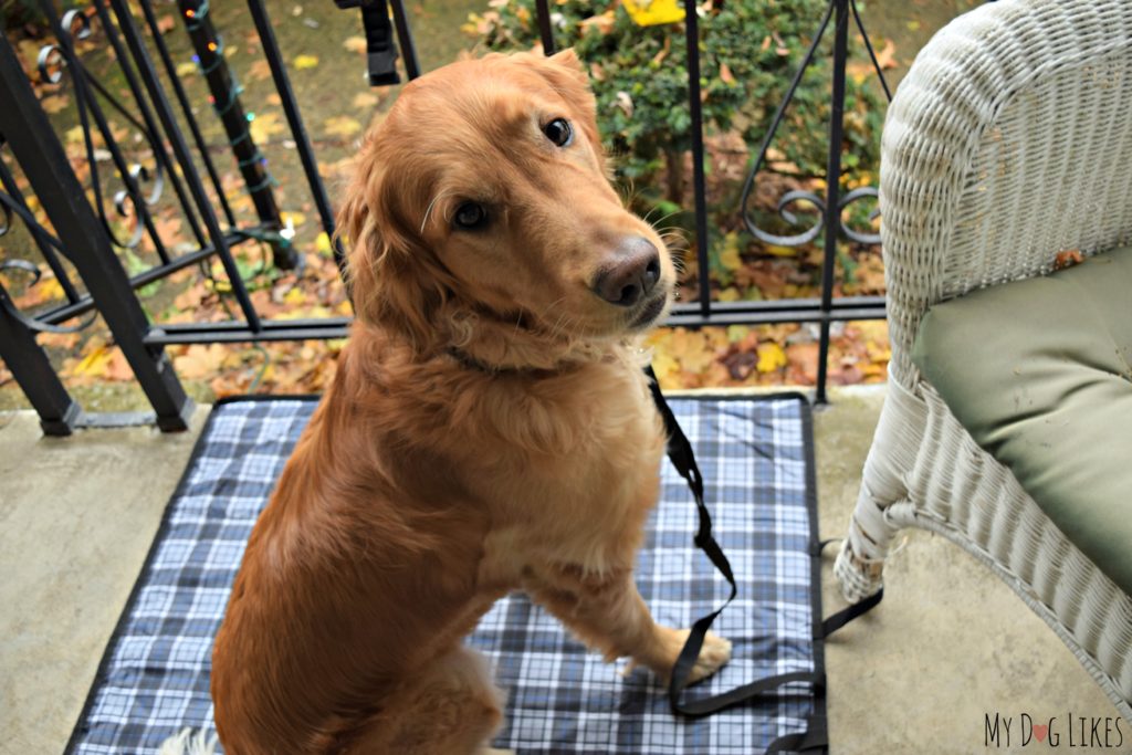 The Out and About Mat can be conveniently attached to a chair leg to keep your dog right by your side.