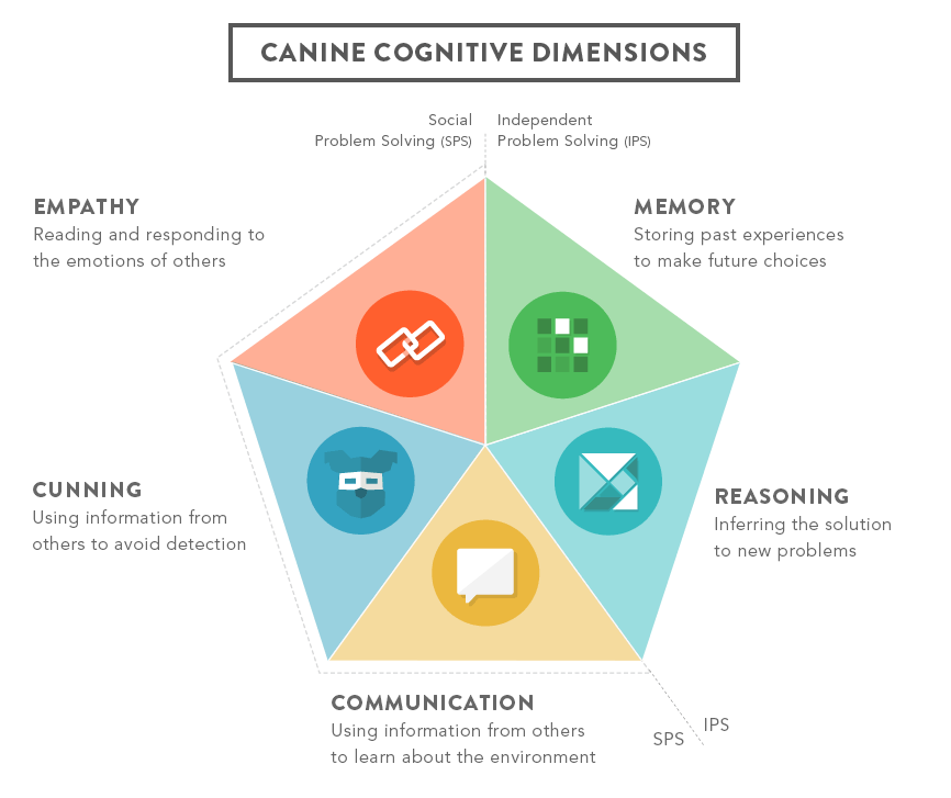Looking at the 5 different dimensions of Canine Cognition: Empathy, Memory, Cunning, Reasoning, and Communication