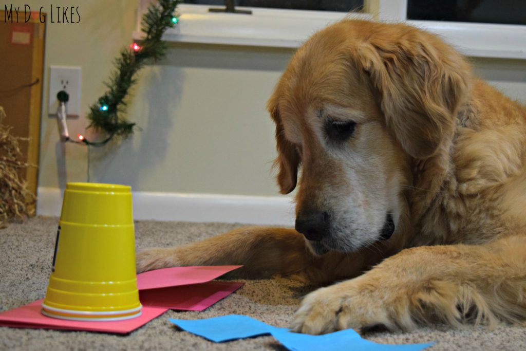 A few of the testing supplies needed for the Dognition Test - all things you likely have lying around the house.