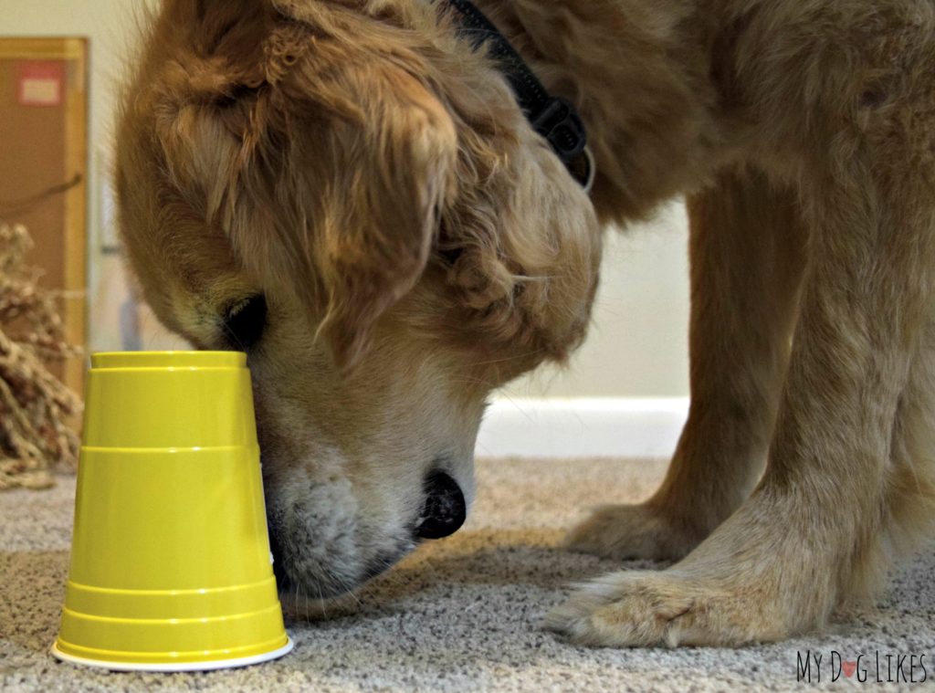 Our dog Harley trying to find a treat under a series of cups