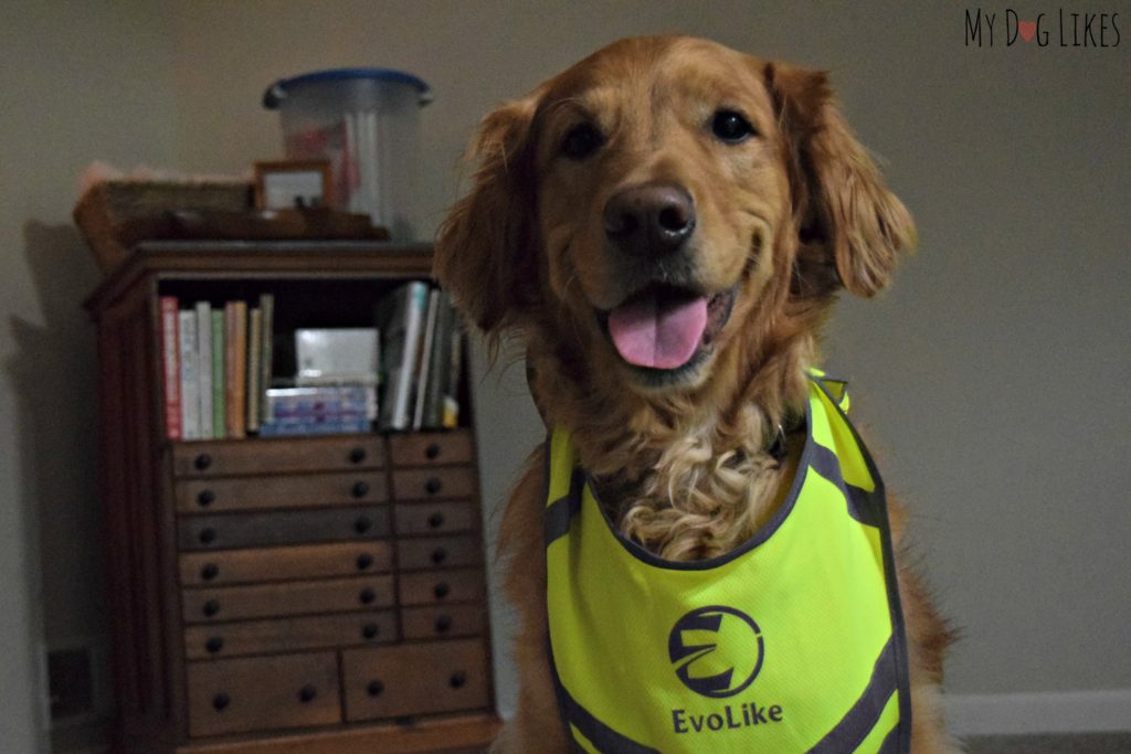 Charlie modeling our Evolike vest - intended for humans!