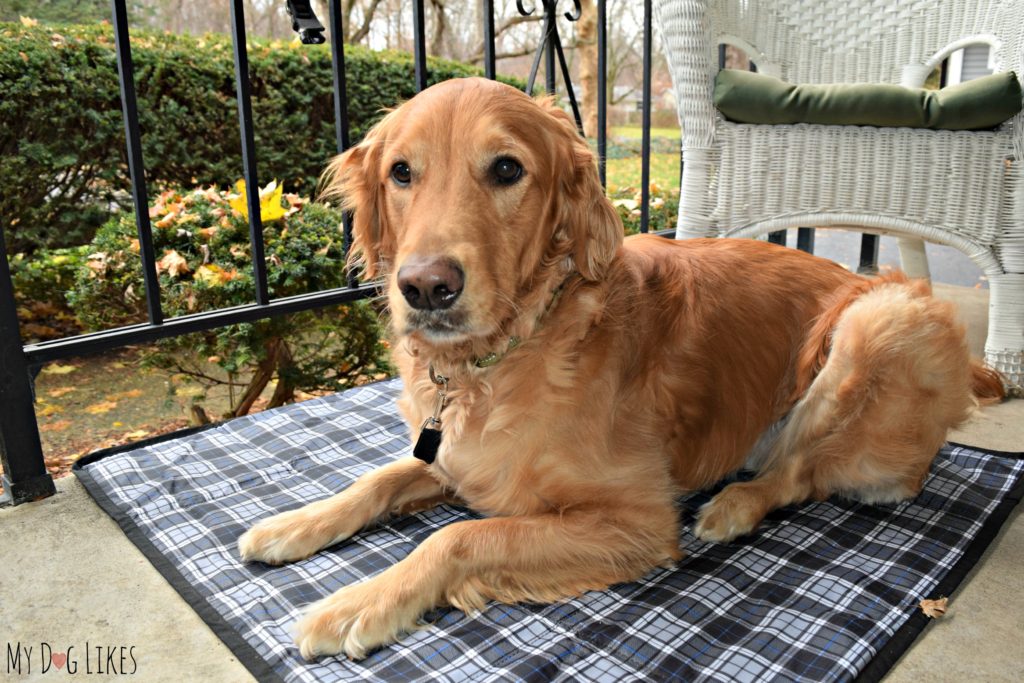 Complete with straps to connect the mat to a table or chair and also keep your dog attached!