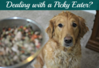 How to Get a Picky Dog to Eat - Tips, Tricks and Helpful Tools