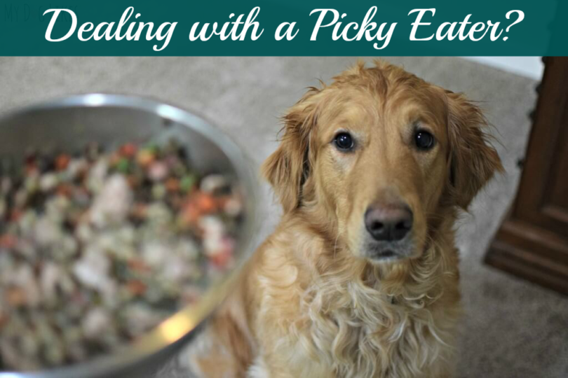 How to Get a Picky Dog to Eat - Tips, Tricks and Helpful Tools