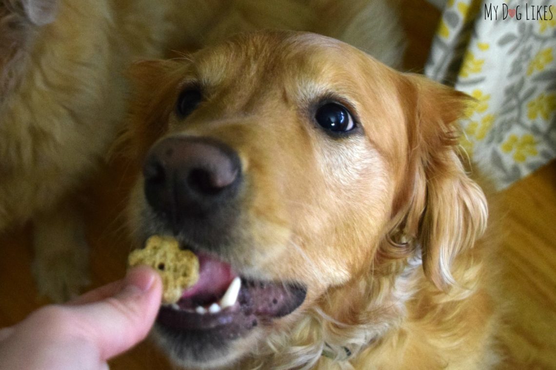 Lucky Dog Treats Review You'll Know them by the Clover!