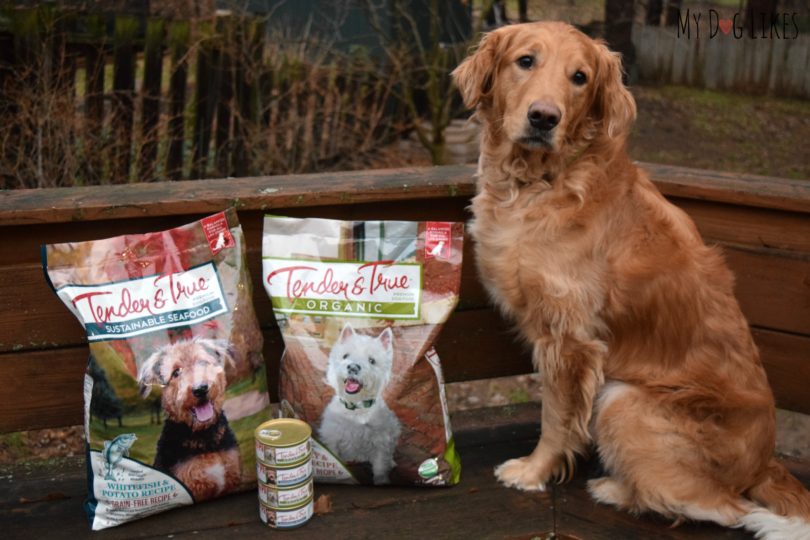 Charlie from MyDogLikes for our Tender and True Dog Food Review
