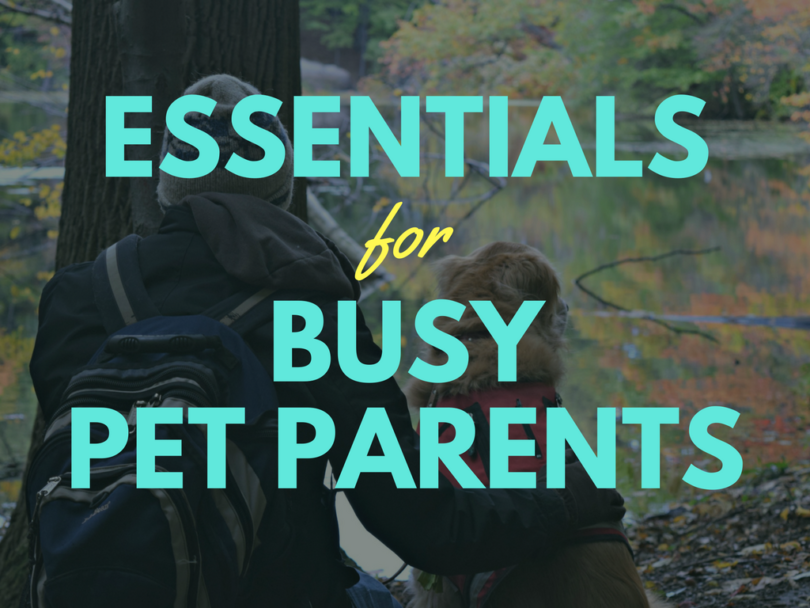 Our favorite products for busy pet parents