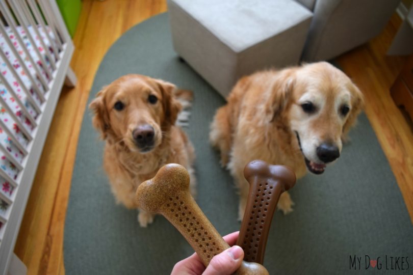 Harley and Charlie are ready to get to work on their Flavorit Barkbone Review!