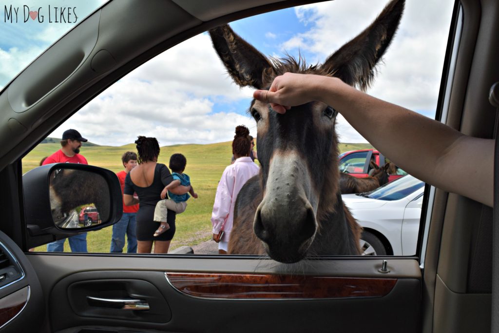 Known as "Begging Burros" this friendly crowd is not shy about asking for a snack!