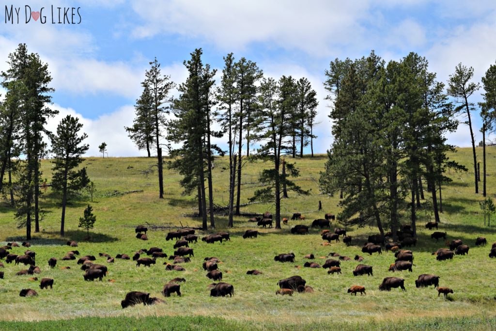 Custer is home to one of the largest Buffalo herds in the world!